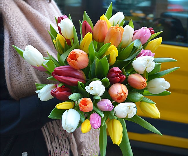 Tulips: When and how to grow these cheerful flowers